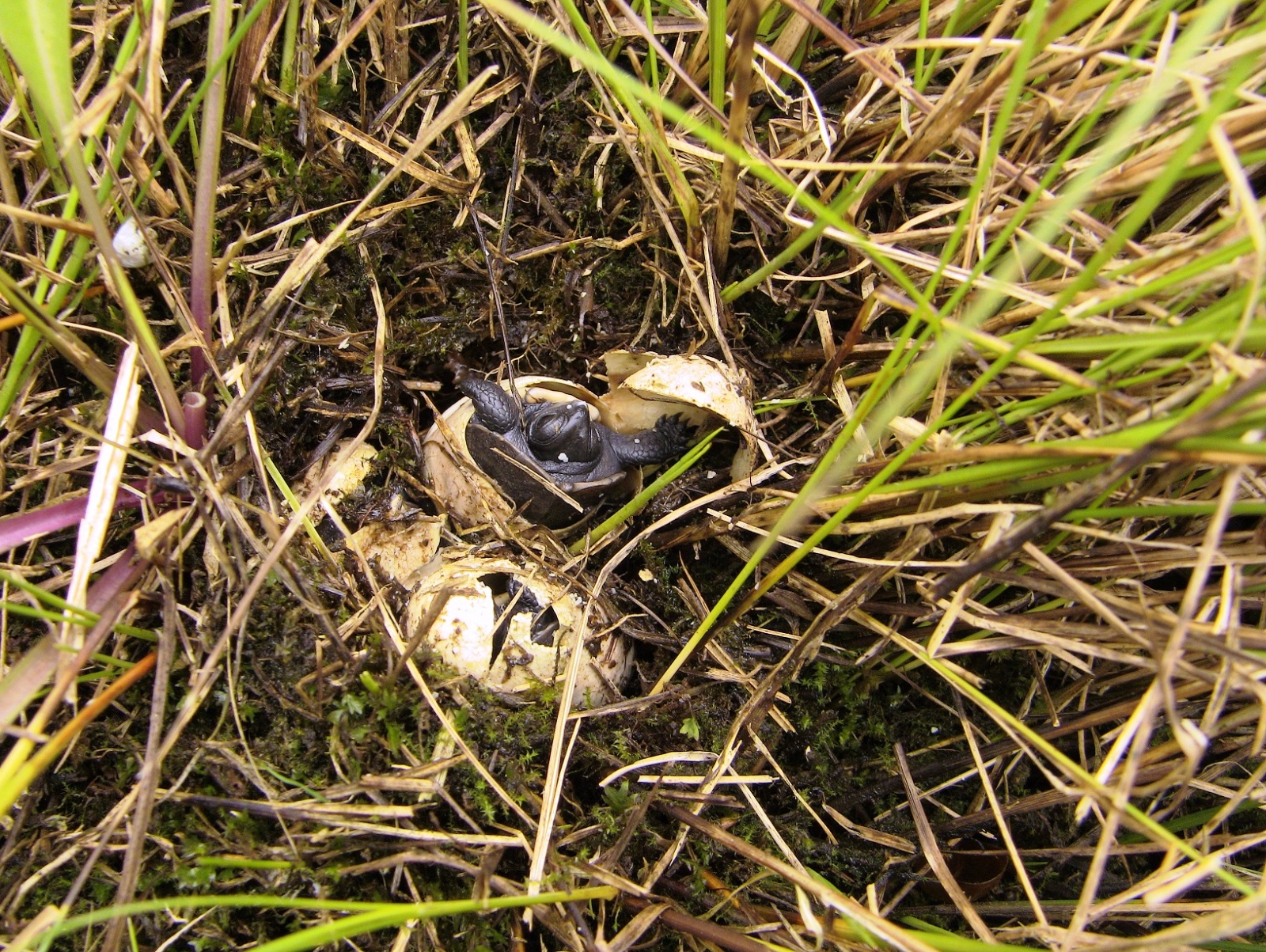 Bog Turtle hatchling   Jason Tesauro